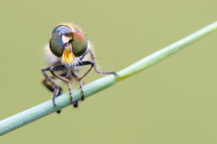 Holopogon nigripennis