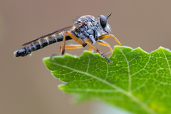 Neomochtherus pallipes