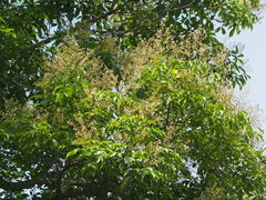 Vitex quinata