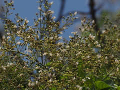 Vitex quinata