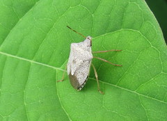 Euschistus servus euschistoides