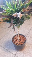 Dracaena fragrans compacta