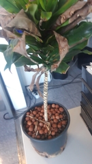 Dracaena fragrans compacta