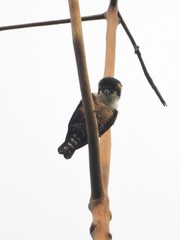 Microhierax fringillarius