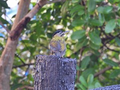 Picus viridanus