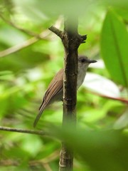 Pachycephala cinerea