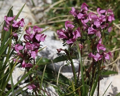 Pedicularis rostratocapitata