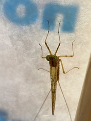 Stenacron interpunctatum interpunctatum