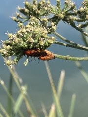 Rhagonycha fulva
