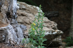 Solidago virgaurea taurica