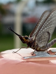 Hexagenia atrocaudata