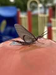 Hexagenia atrocaudata