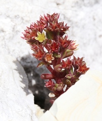 Sedum atratum