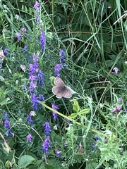 Aphantopus hyperantus