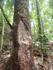 Agathis dammara