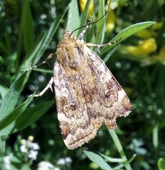 Cryptocala chardinyi