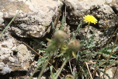 Leontodon biscutellifolius