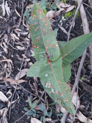 Angophora