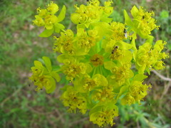 Euphorbia palustris