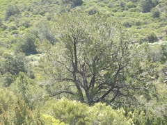 Pinus monophylla