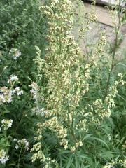 Artemisia vulgaris