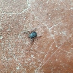 Rhipicephalus sanguineus