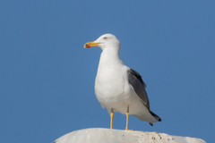 Larus michahellis