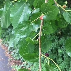 Morus alba