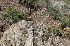 Leontodon biscutellifolius