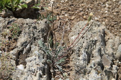 Leontodon biscutellifolius