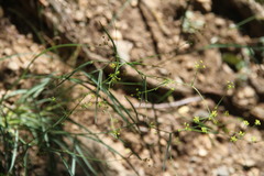 Bupleurum falcatum