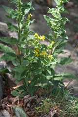 Solidago virgaurea taurica