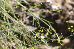 Bupleurum falcatum