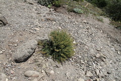 Scrophularia rupestris