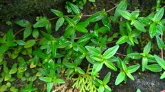 Gonostegia matsudai