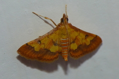 Crambidae