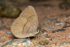 Faunis canens arcesilas