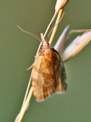 Sparganothis pilleriana