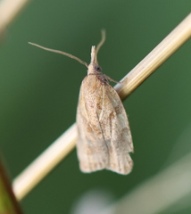 Sparganothis pilleriana