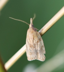 Sparganothis pilleriana