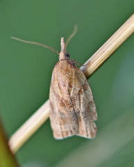 Sparganothis pilleriana