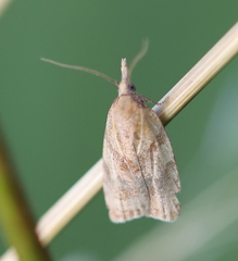 Sparganothis pilleriana