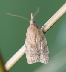 Sparganothis pilleriana
