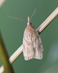 Sparganothis pilleriana
