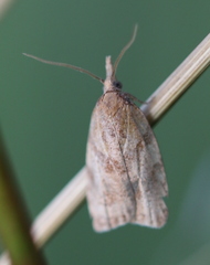 Sparganothis pilleriana