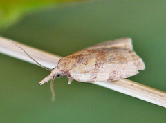 Sparganothis pilleriana