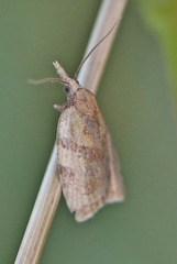 Sparganothis pilleriana