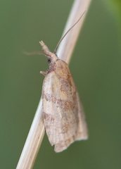 Sparganothis pilleriana