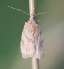 Sparganothis pilleriana