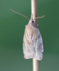 Sparganothis pilleriana